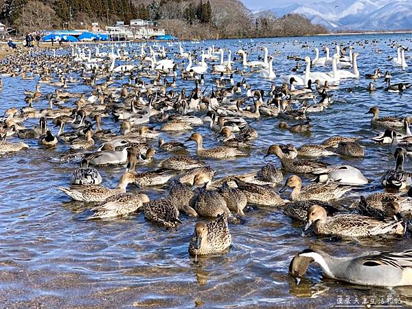 【日本福島。景點】『豬苗代湖』冬季必訪！幻化為天鵝湖的絕美奇景！ @傻蛋夫妻生活札記